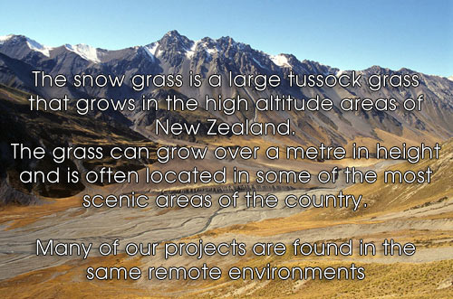 The snowgrass explained